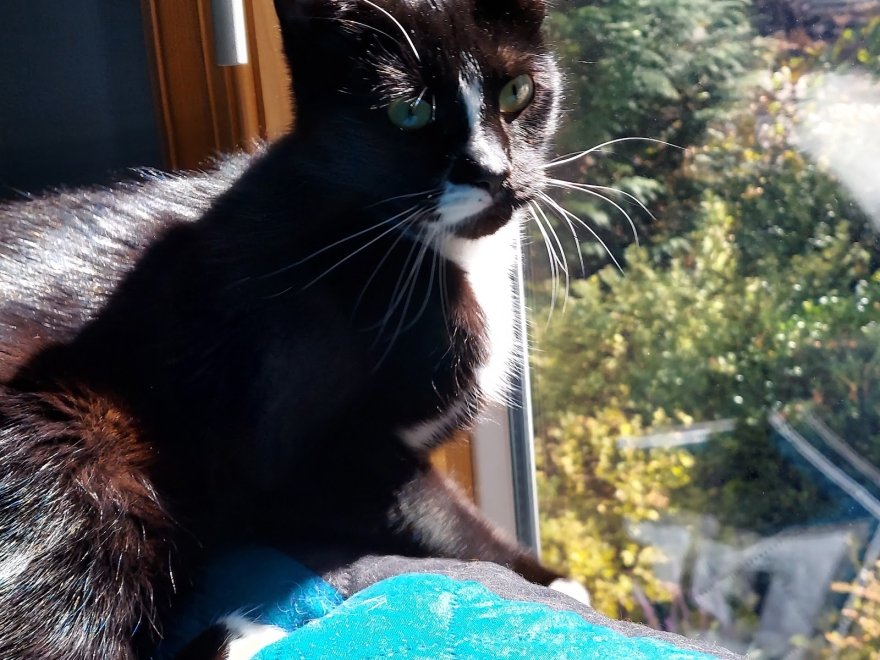 Worcester County Humane Society