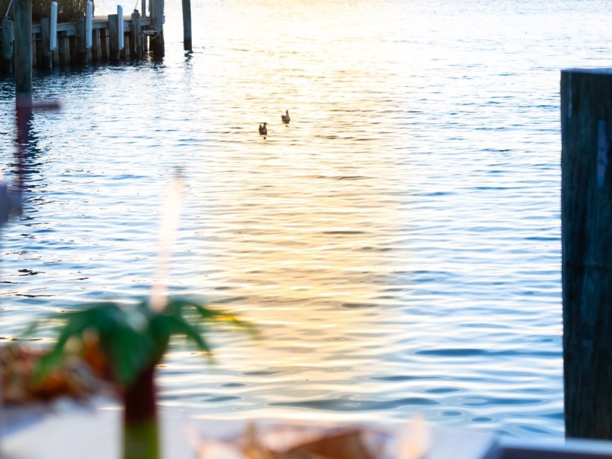 de Lazy Lizard de Lazy Lizard