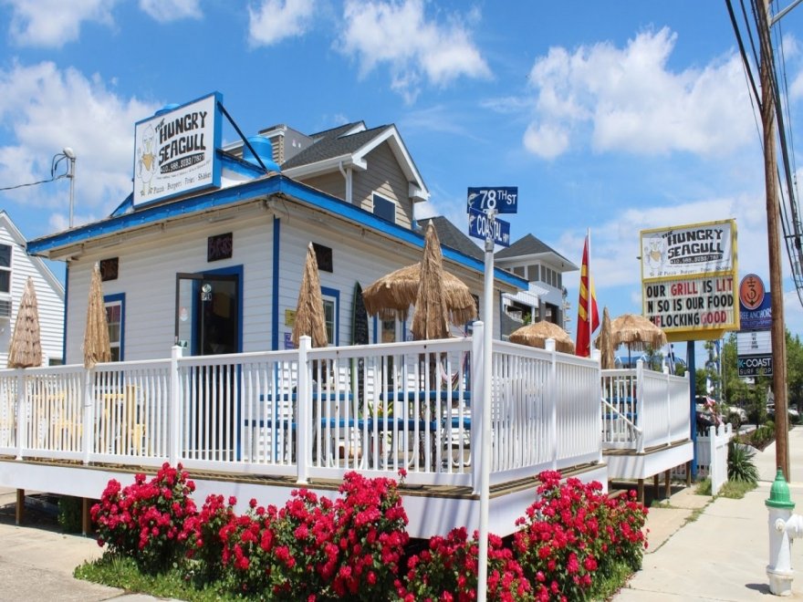 The Hungry Seagull The Hungry Seagull