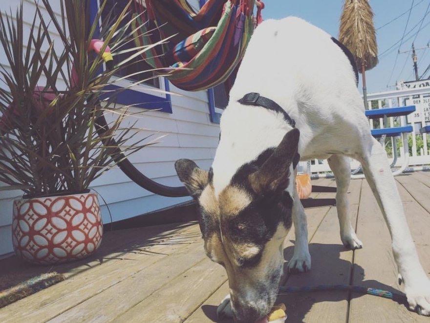 The Hungry Seagull The Hungry Seagull