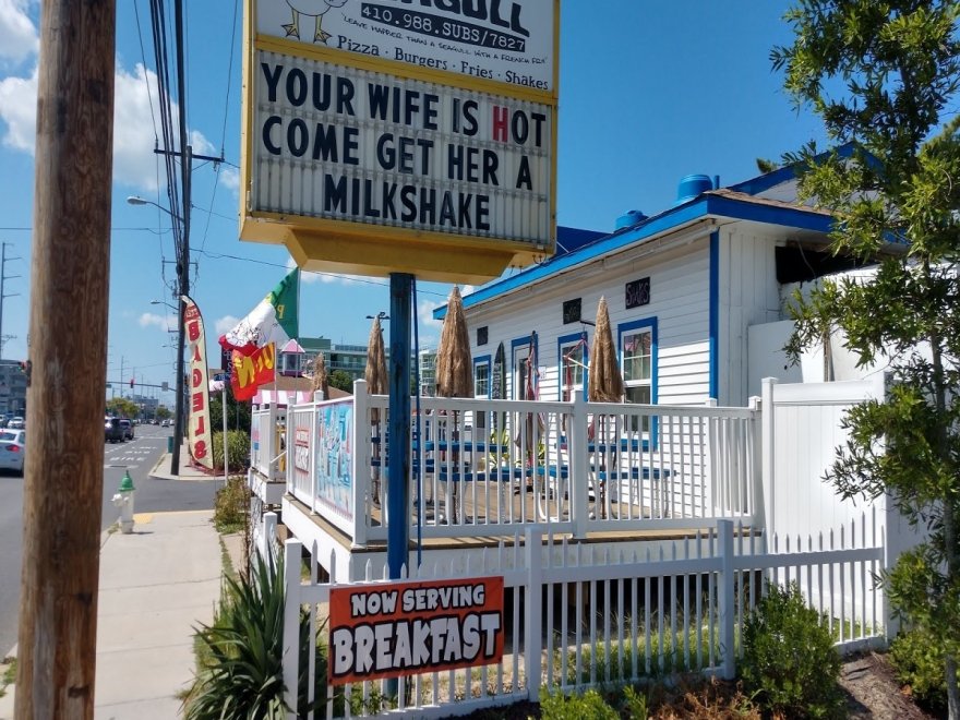 The Hungry Seagull The Hungry Seagull