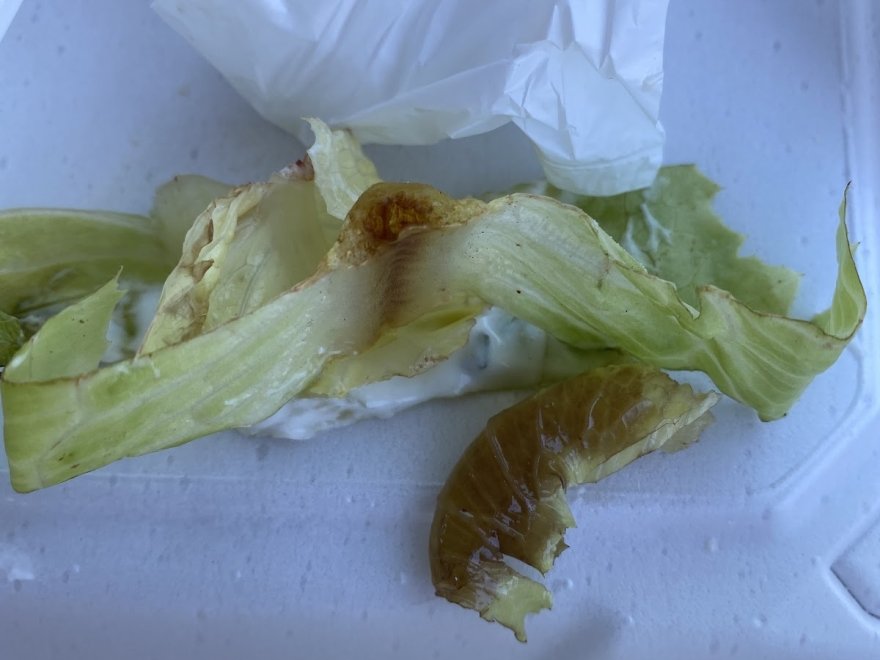 The Hungry Seagull The Hungry Seagull