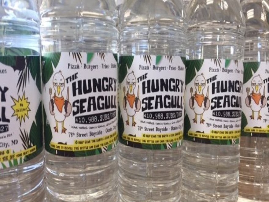 The Hungry Seagull The Hungry Seagull