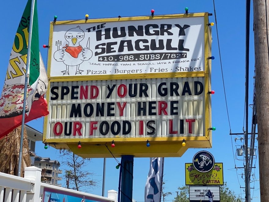 The Hungry Seagull The Hungry Seagull