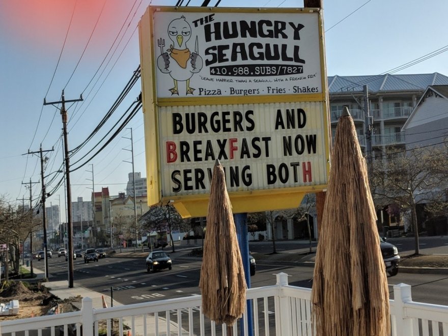 The Hungry Seagull The Hungry Seagull