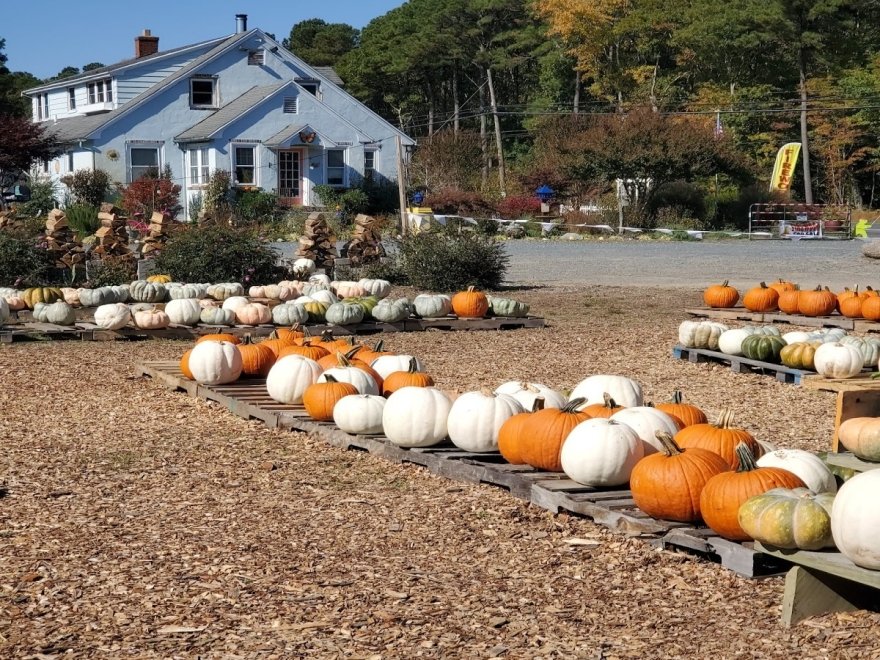 Assateague Farm