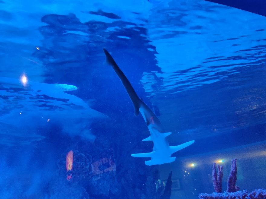 Alley Oops Midtown Alley Oops Midtown