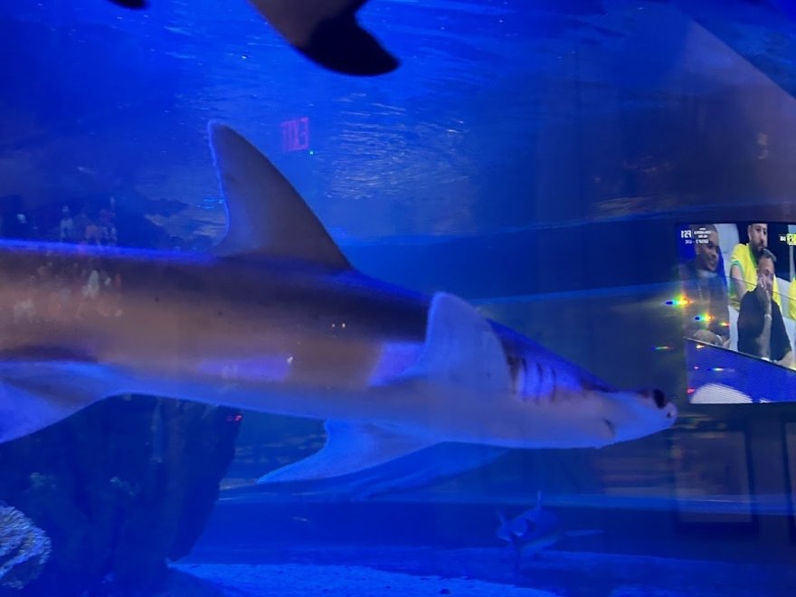 Alley Oops Midtown Alley Oops Midtown