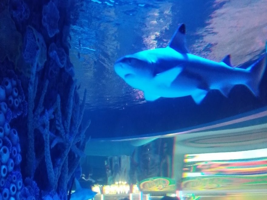 Alley Oops Midtown Alley Oops Midtown