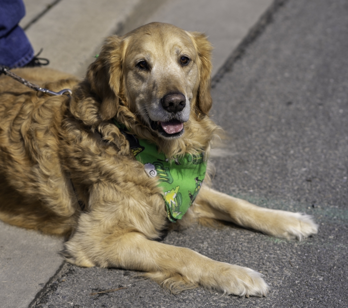 Golden dog with a green bandana