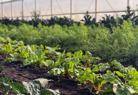 Sustainable Dining on Maryland's Coast